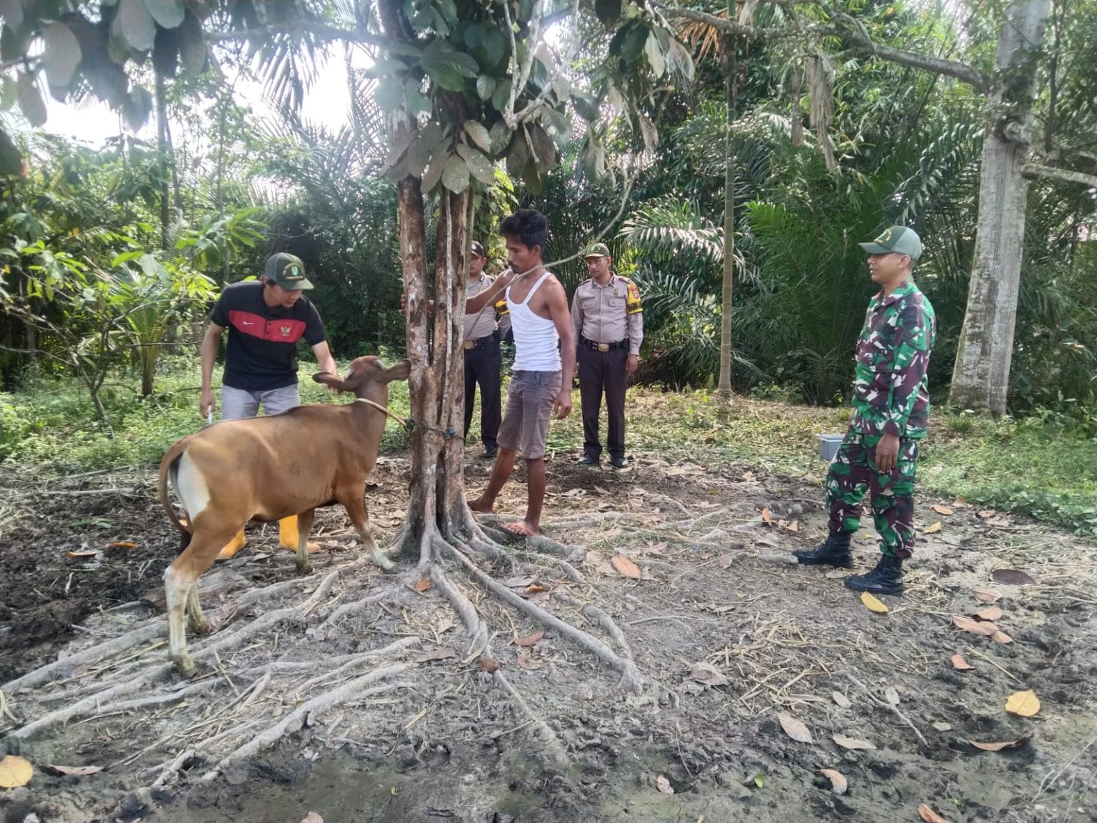 Bhabinkamtibmas Muara Kelantan Brigadir Polmer Hasibuan Dampingi Keswan Pemberian Vaksin PMK